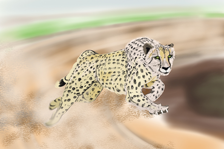 Cheetahs that are fast and agile have a better chance to live than others 
